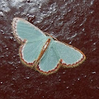 Geometrid moth