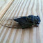Cicada