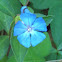 Plumbago.       Leadwort