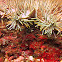 Crown of Thorns