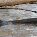 Grey Wagtail