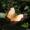 Pearly Leafwing