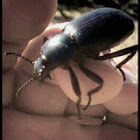 Stink bug