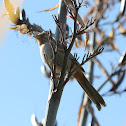 California Towhee