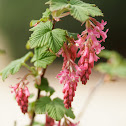 Blackcurrant