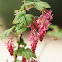 Blackcurrant