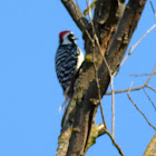 Nutalls Wood Pecker