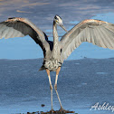 Great Blue Heron