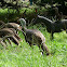 Wild Turkey