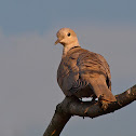 Tórtola turca (Collared Dove)