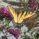 Eastern Tiger Swallowtail
