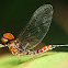 Mayfly