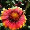 Blanket Flower