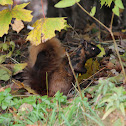 Eastern Gray Squirrel