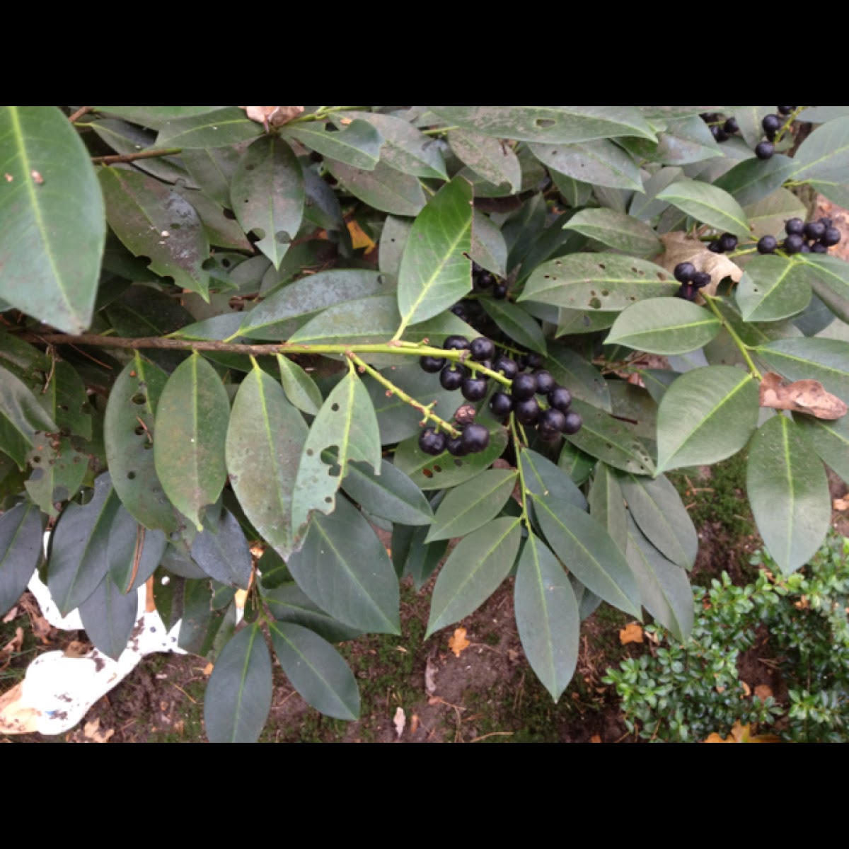 Rododendron