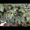Rododendron