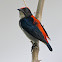 Scarlet-backed Flowerpecker
