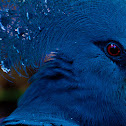 Victoria Crowned Pigeon