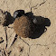 Dung Beetle