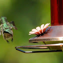 Ruby-throated Hummingbird (female)