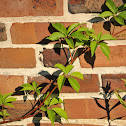 virginia creeper