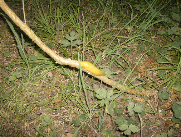 Spotting Image 1