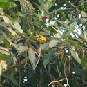 Black-naped oriole