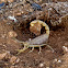 Common Yellow Scorpion
