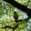 Red-Tailed Hawk