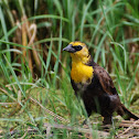 Yellow-headed Blackbird