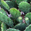 Cactus Pear
