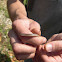 Flat-headed Snake