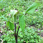 Jack in the Pulpit