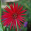 Baberton Daisy
