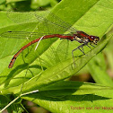 Large Red Damselfly