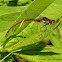Large Red Damselfly