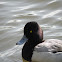 lesser scaup
