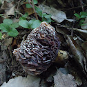 Morel