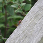 Red Wasp