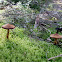 Webcap mushroom