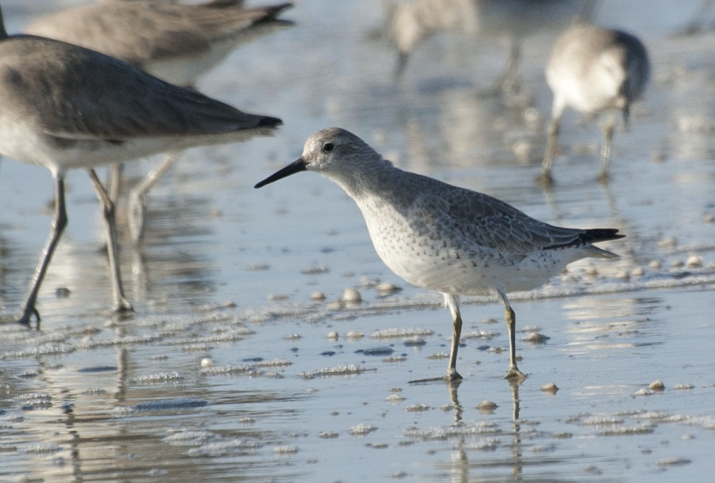 Red Knot