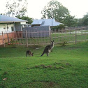 Eastern Grey Kangaroo