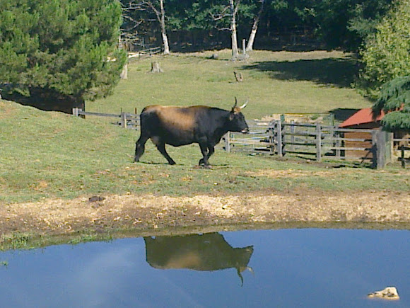 Spotting Image 1