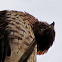 Cooper's Hawk (Juvenile)