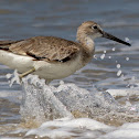 Willet