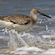 Willet