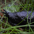 Large Black Slug