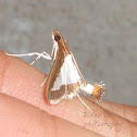 Cucumber moth