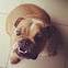 English Bulldog