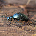 American Oil Beetle